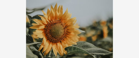 La Fascinante Historia de las Semillas de Girasol y Sus Beneficios