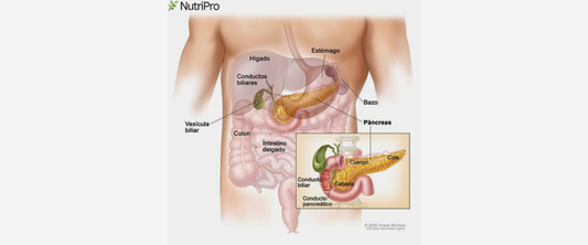 La Importancia del Bazo y Cómo NutriPro Puede Ayudarte a Cuidarlo